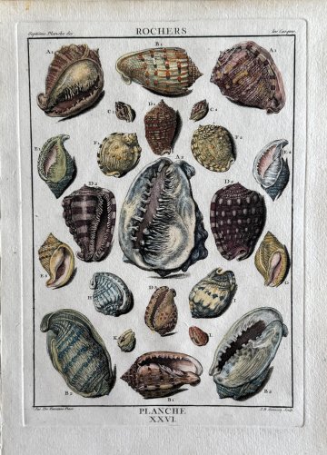 click for detailed image Dezallier XXVI.jpg